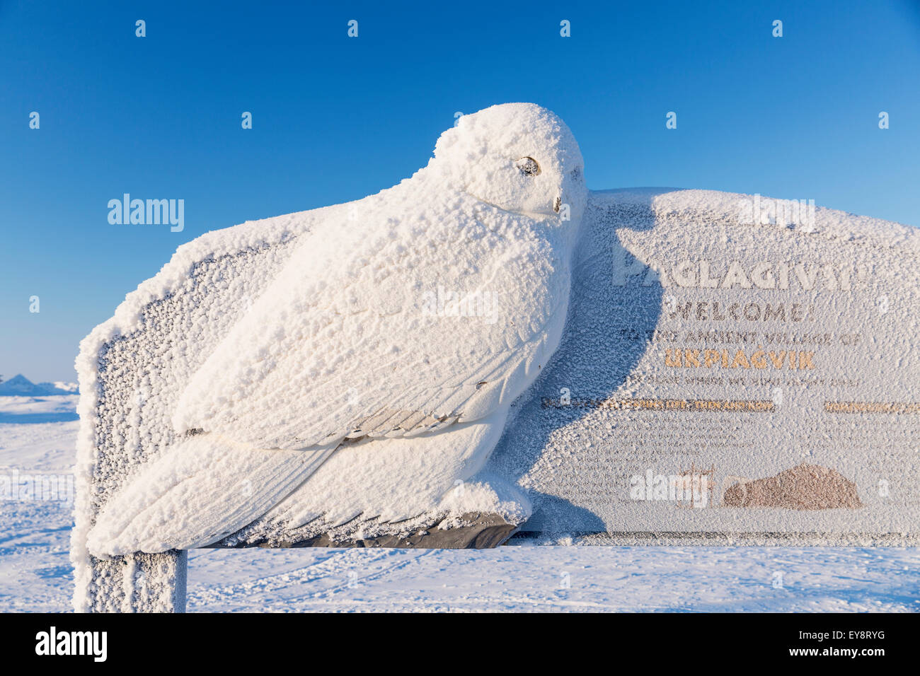 A Snowy Owl on the to Barrow sign covered in hoar frost and