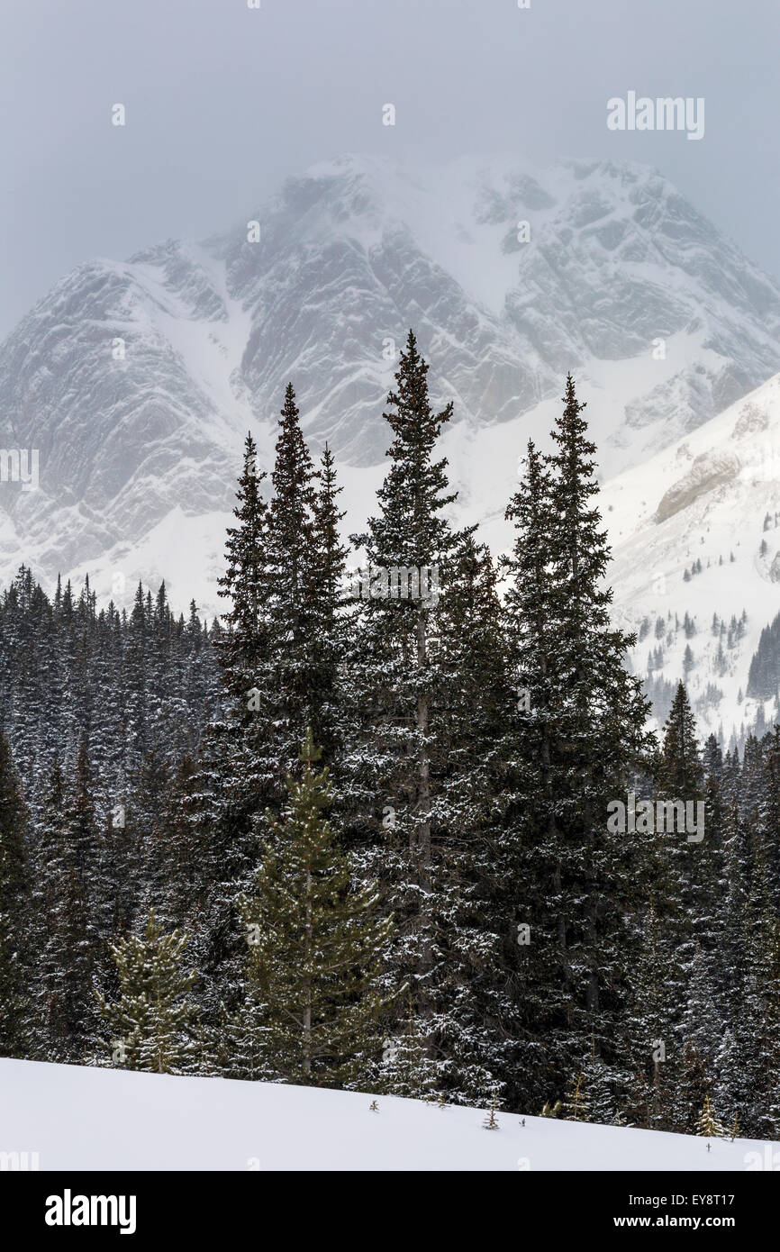 Snow covered evergreen trees with a snowy mountain background