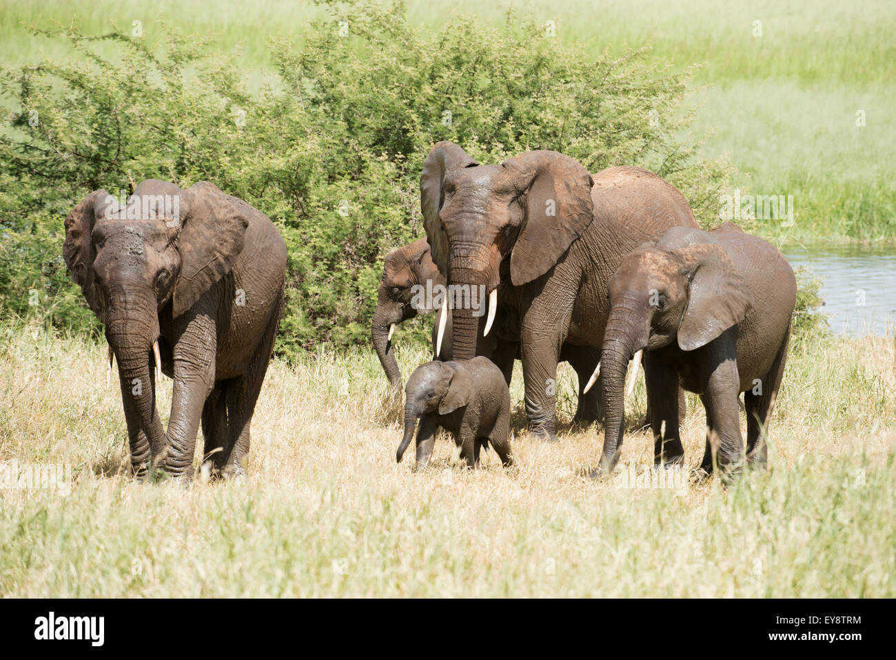 Elephant family group with tiny baby at Silae Swamp in Tarangire National  Park; Tanzania Stock Photo - Alamy, image size:1300x957