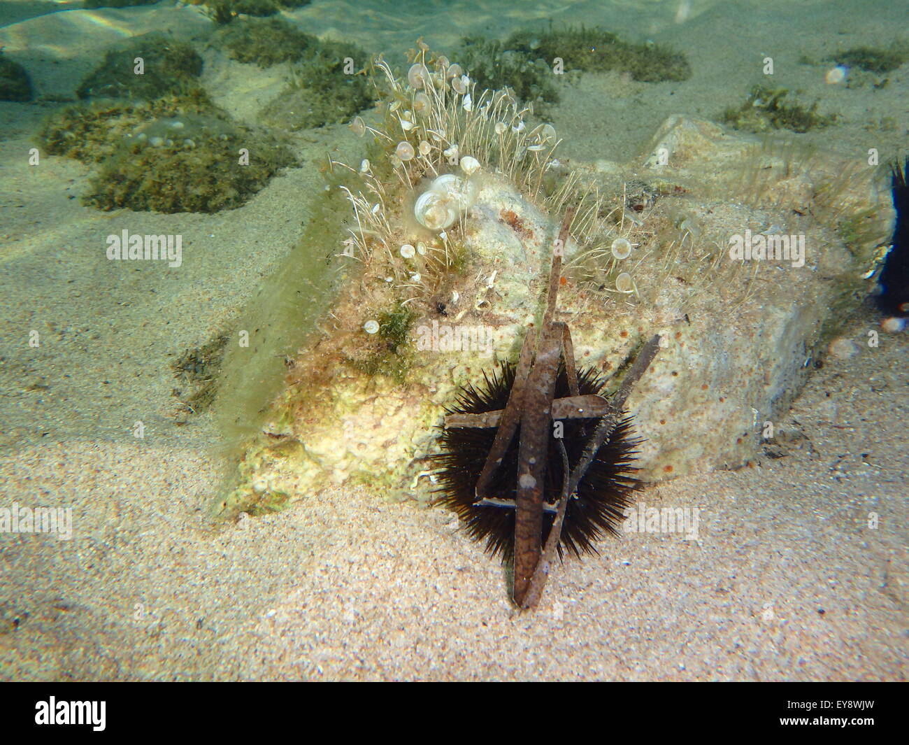 Sea life, shells, animals and fish at the bottom of the sea, underwater photography. Stock Photo