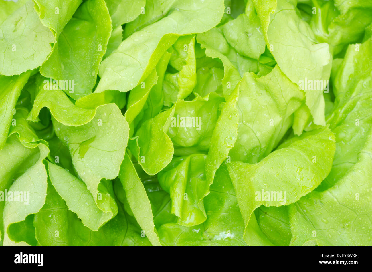fresh green lettuce leaves with waterdrops Stock Photo