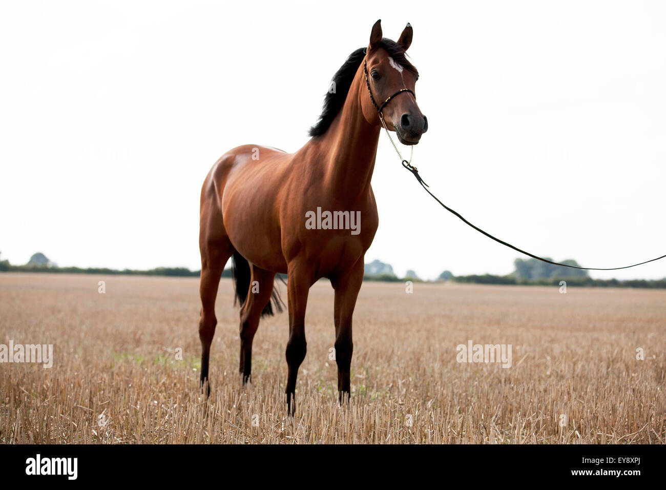 An Arabian horse standing in a stubble field Stock Photo