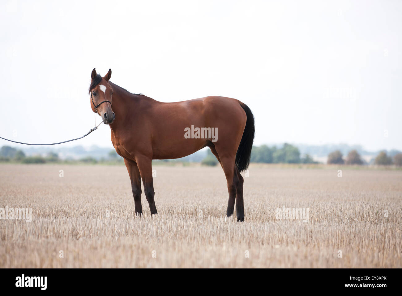 An Arabian horse standing in a stubble field, looking away Stock Photo