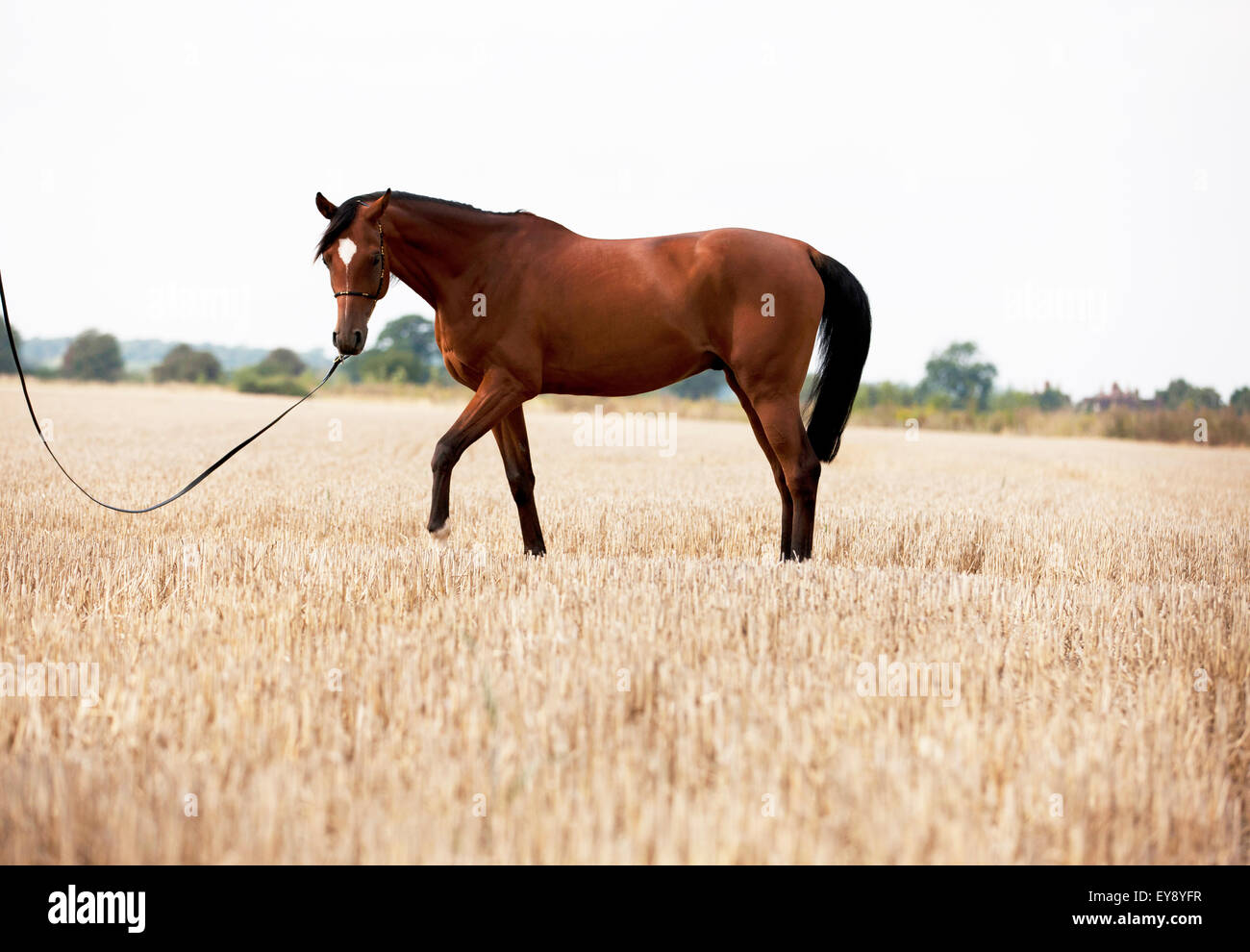 A bright bay pure bred Arabian horse standing in a stubble field Stock Photo