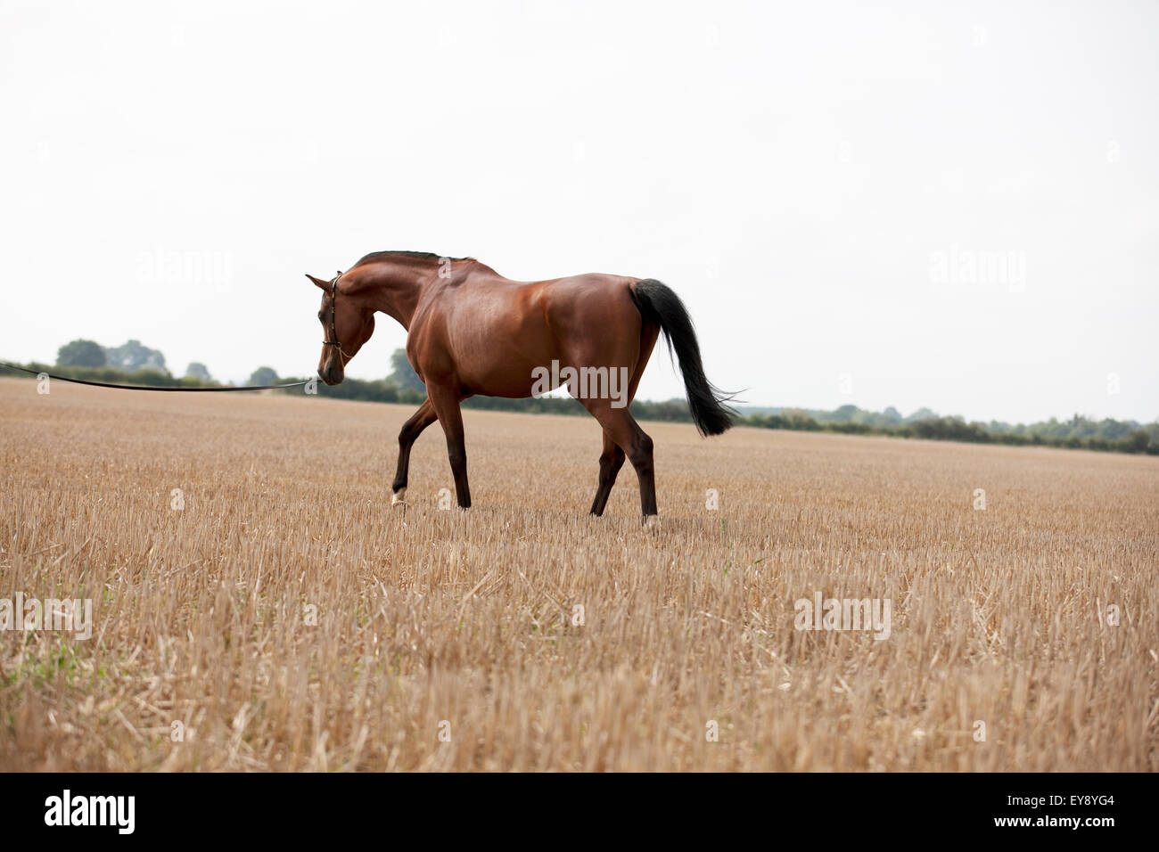 A bright bay pure bred Arabian horse walking in a stubble field, side view Stock Photo