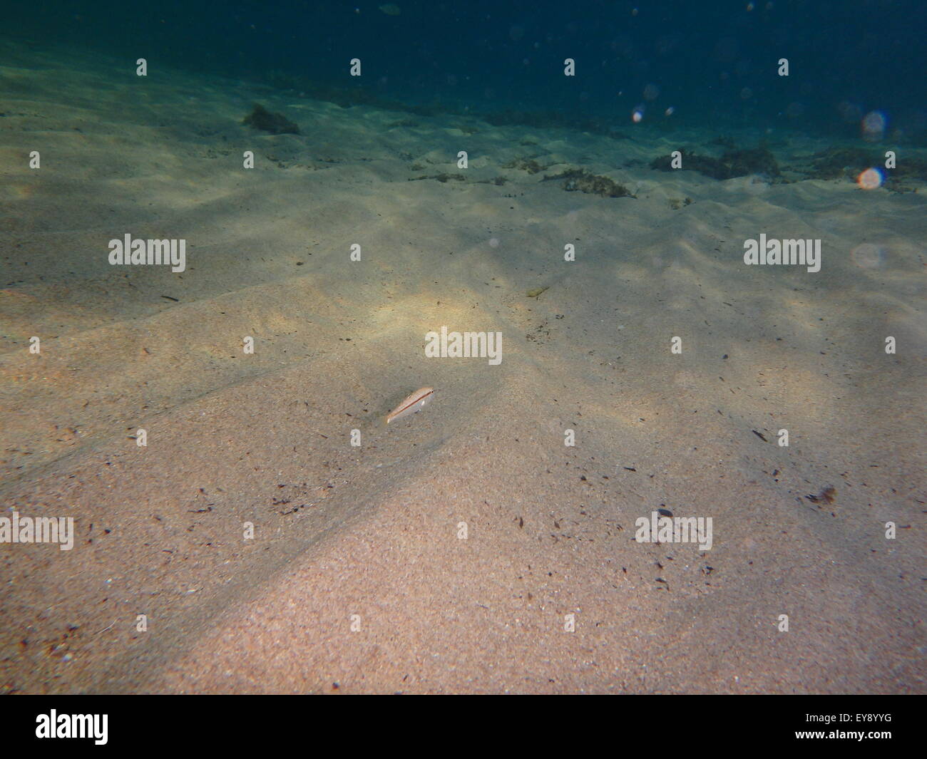 Sea life, shells, animals and fish at the bottom of the sea, underwater ...