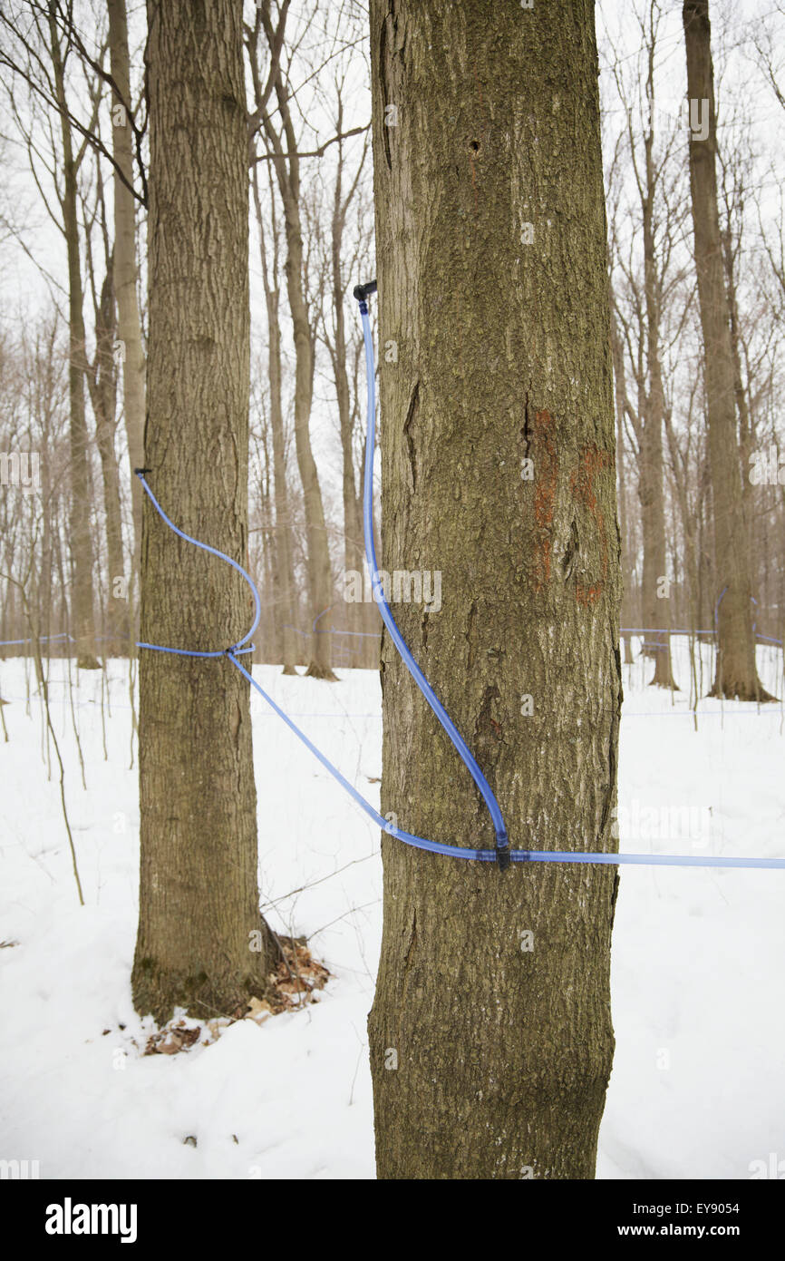 Maple sugar tubing maple sugar hires stock photography and images Alamy