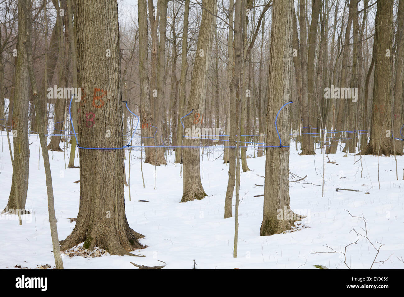 Maple sap tubing on sugar maple at syrup farm; Niagara, Ontario, Canada