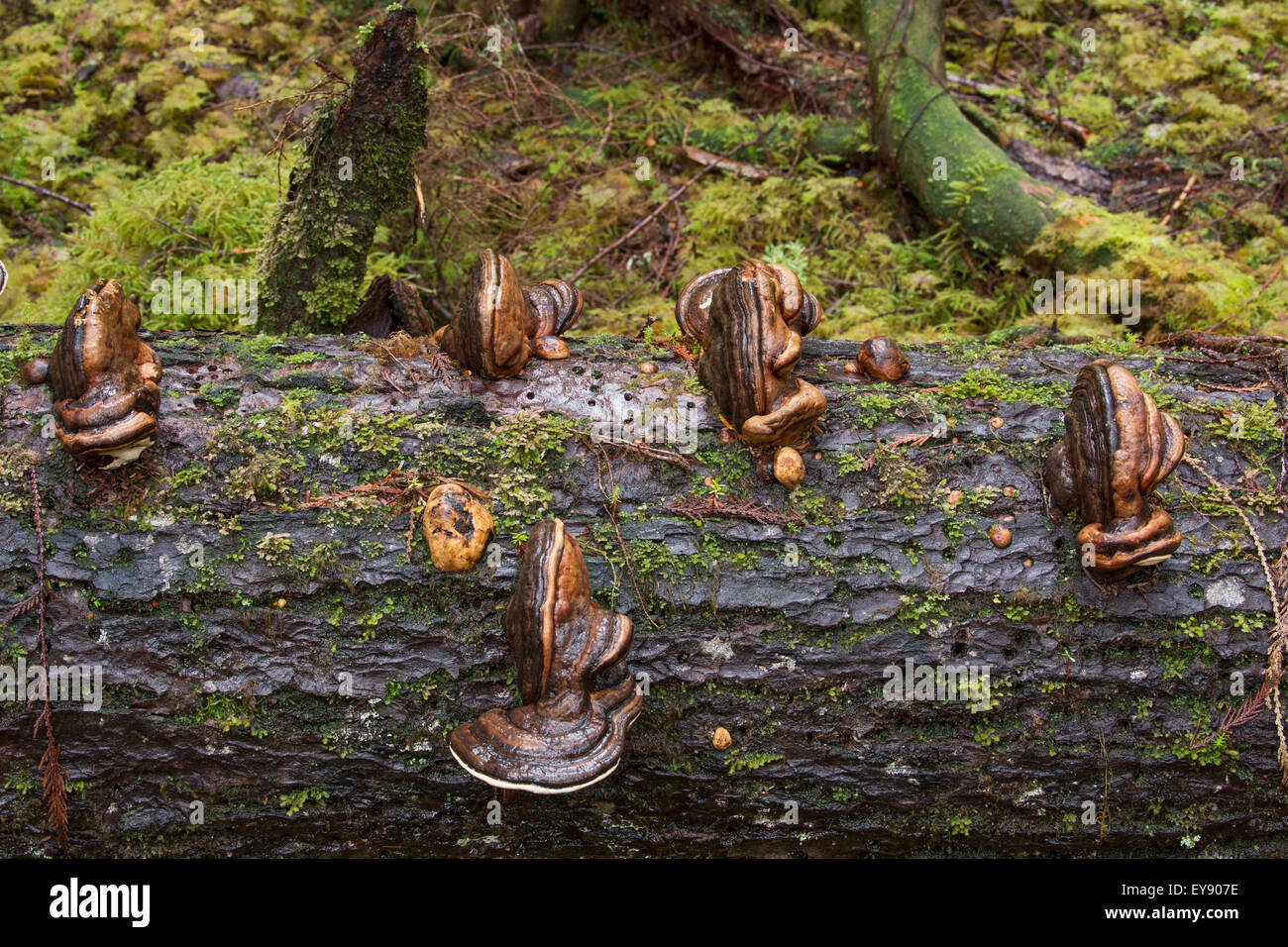 Fungus grows on an old log in Naikoon Provincial park; Haida Gwaii