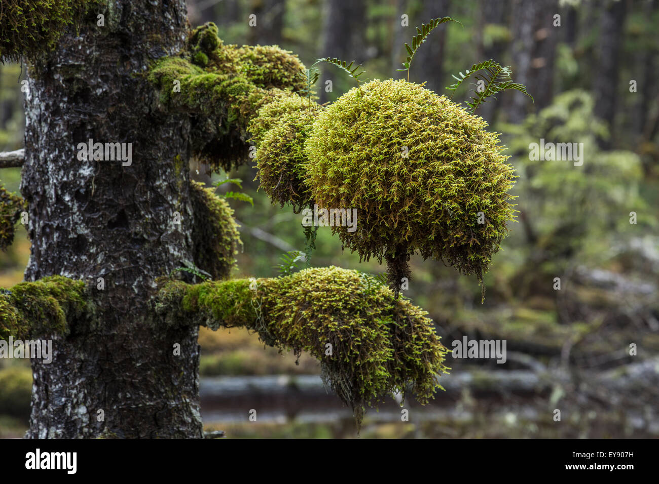 Canada,Moss,Close Up,Masset Stock Photo 85634965 Alamy
