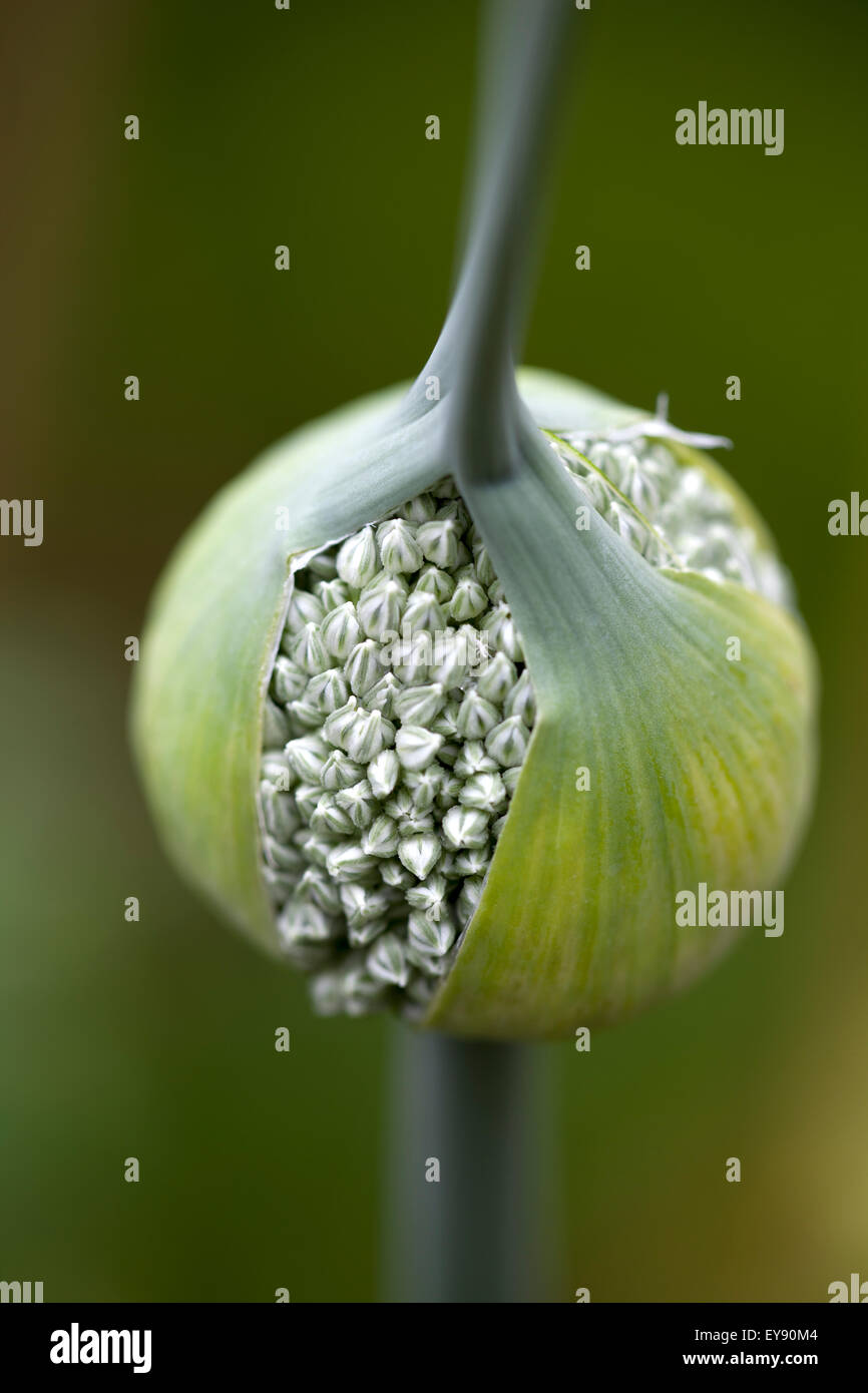 Flowering Onion Bulb Stock Photo Alamy