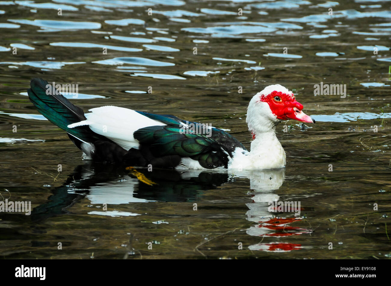 Muscovy Duck Swimming Stock Photo Alamy