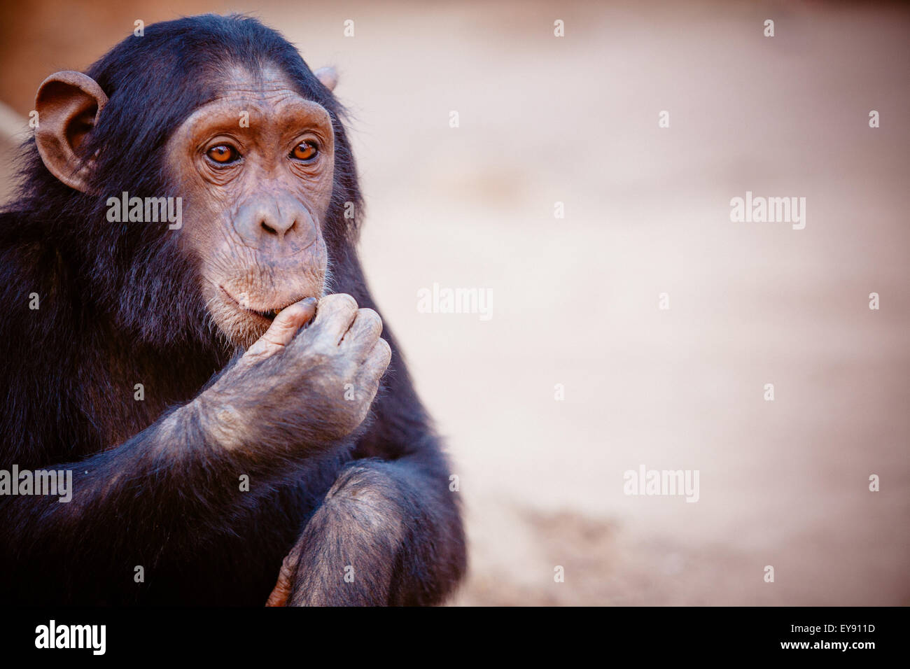 A chimpanzee sitting on the ground. Stock Photo