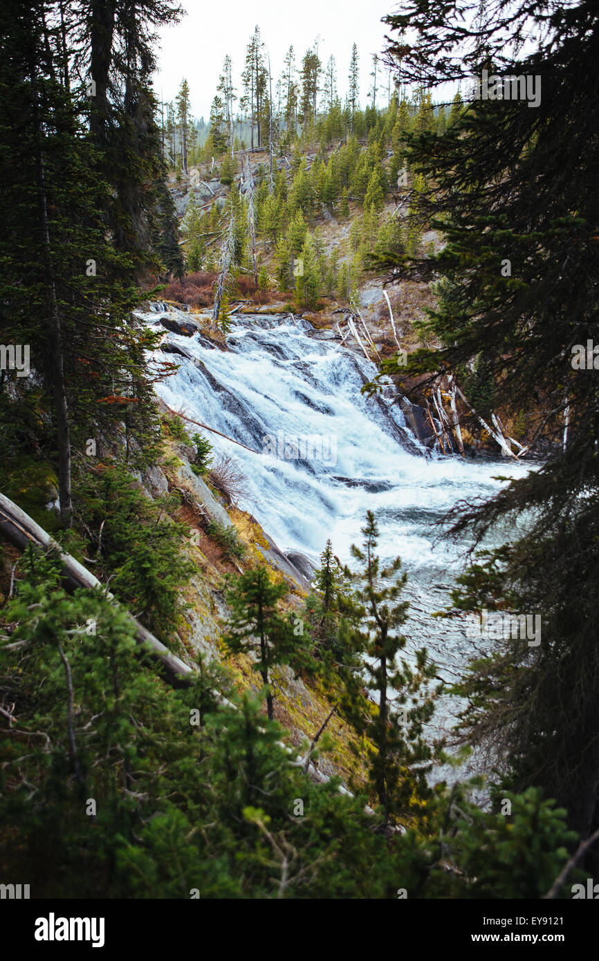 Yellowstone waterfalls framed by pine trees/ Stock Photo