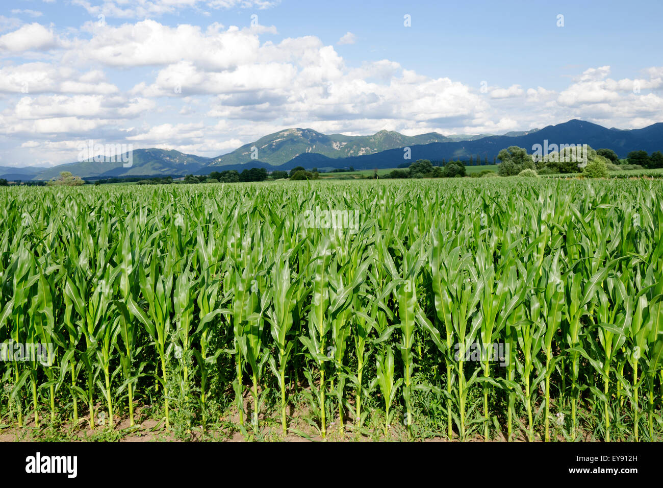 Corn filed with Velka Fatra mountains Stock Photo