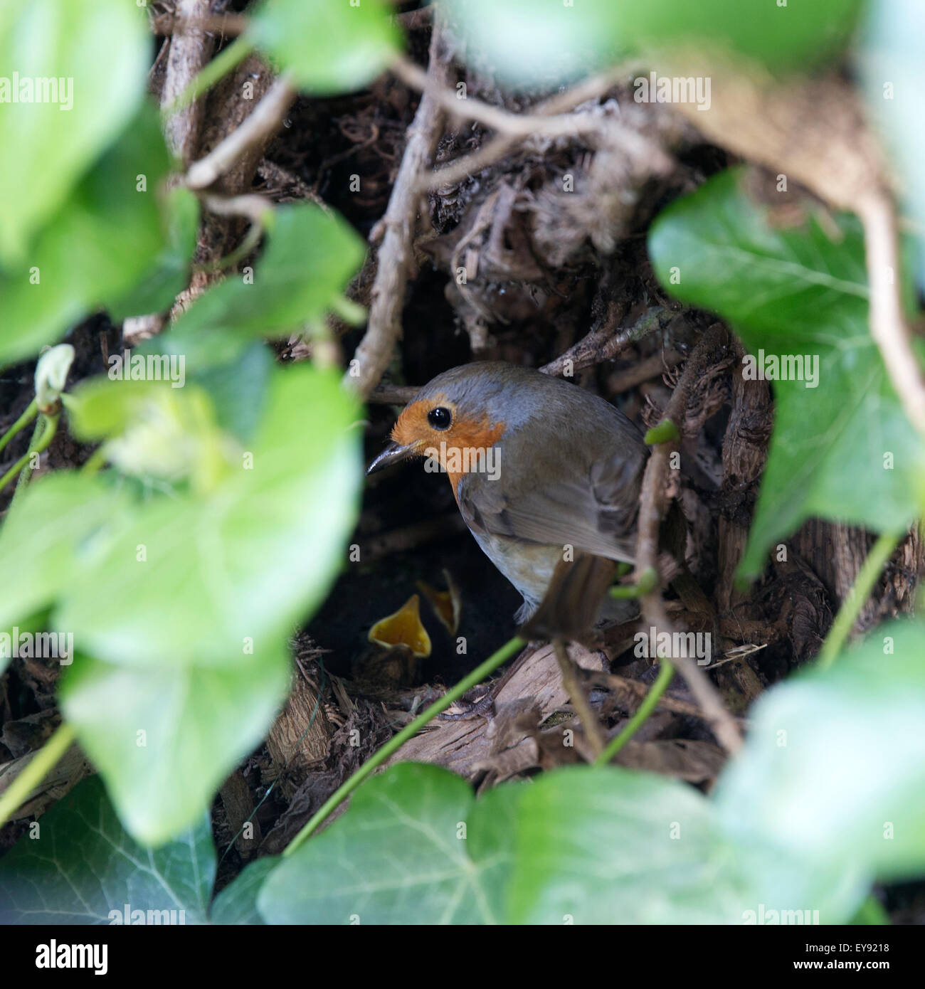 European Robin, (Erithacus rubecula), adult feeding young in the nest, Cambridge, England, UK. Stock Photo