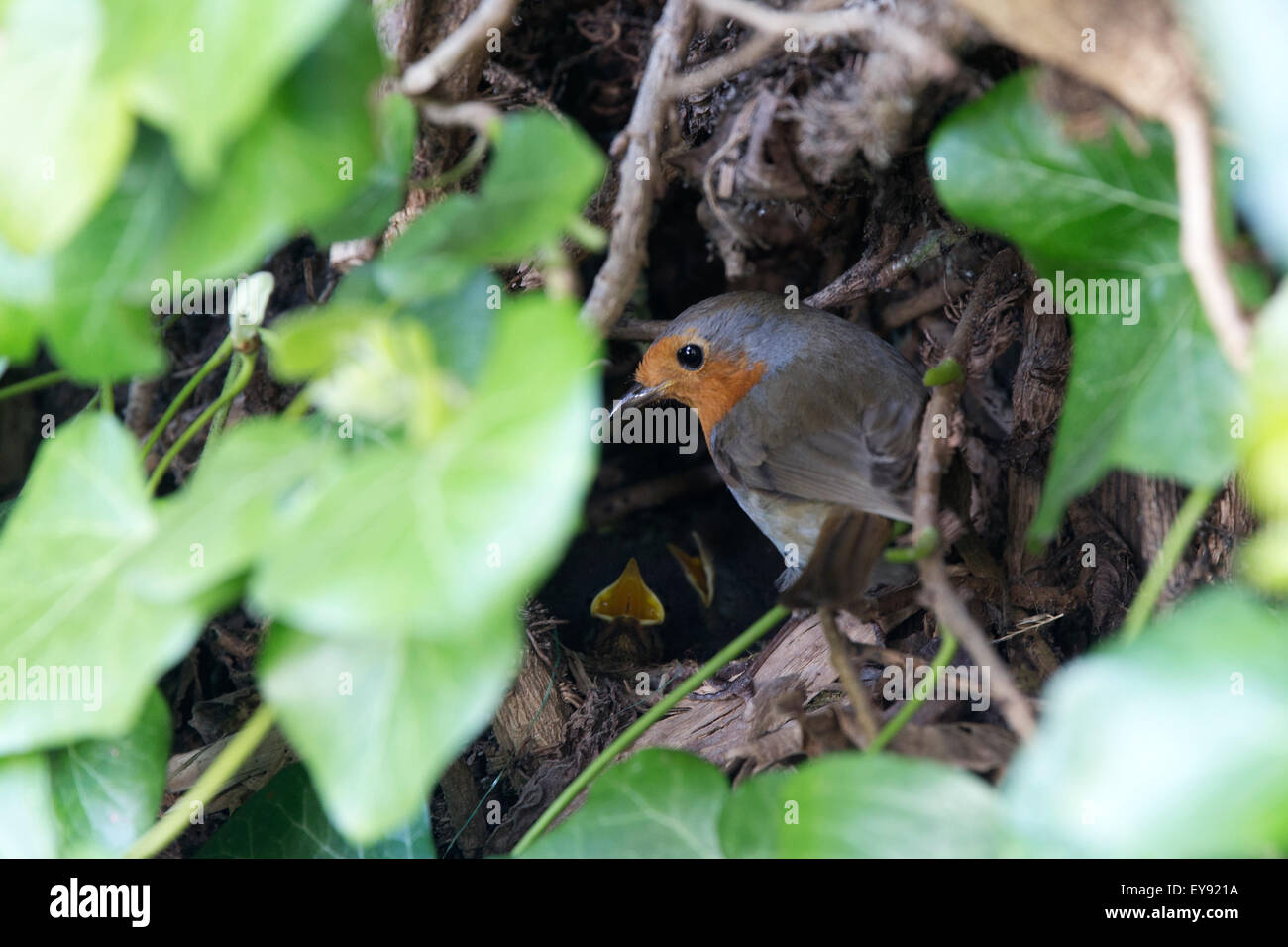 European Robin, (Erithacus rubecula), adult feeding young in the nest, Cambridge, England, UK. Stock Photo