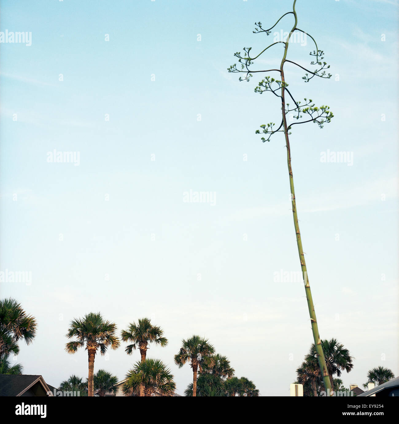 Palm Trees and Century Plant in Jax Beach Florida Stock Photo