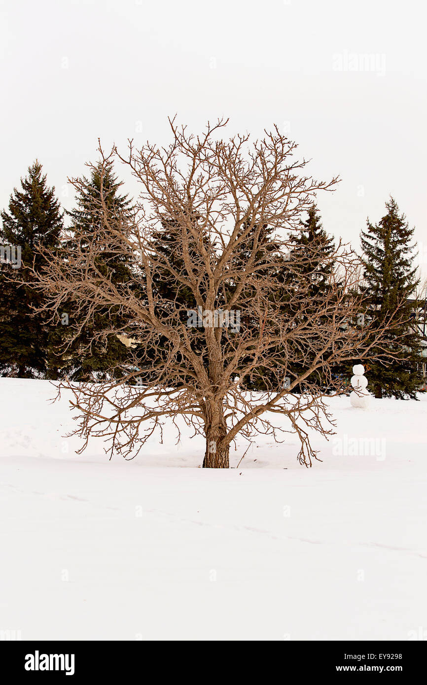 Leafless deciduous tree in winter with footprints in the foreground and