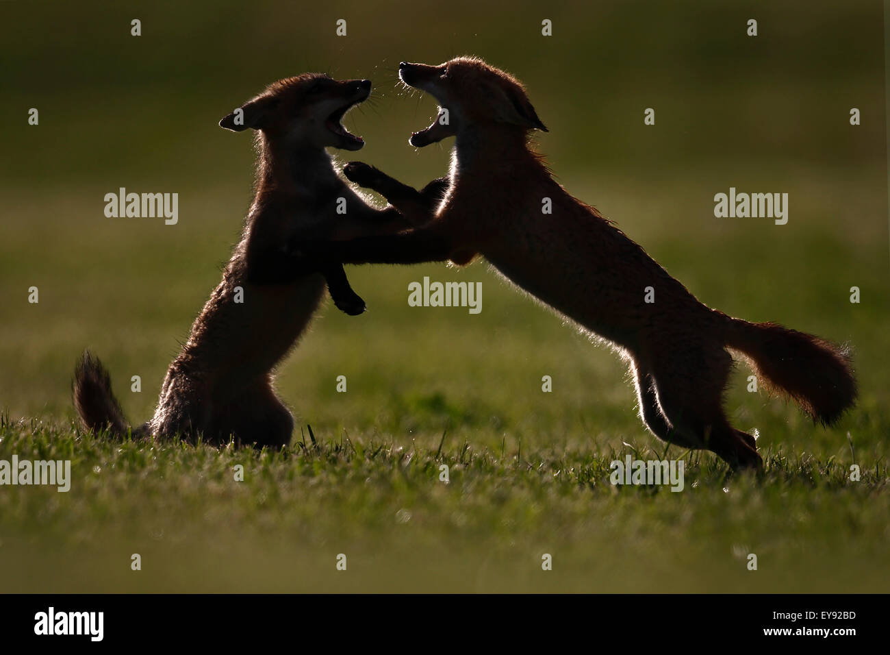 Young foxes (vulpes vulpes) fighting; Montreal, Quebec, Canada Stock Photo