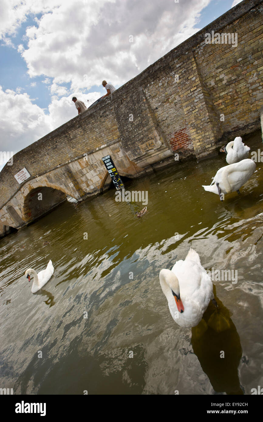 swans Potter Heigham Bridge Stock Photo Alamy