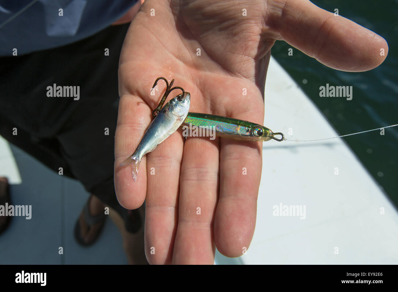 Fish bait and hooks held in a hand; Montauk, New York, United States of  America Stock Photo - Alamy