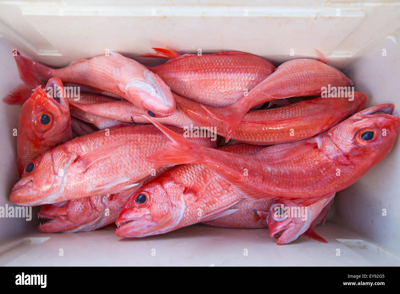 Fresh caught pink fish in a cooler; Tahiti Stock Photo - Alamy