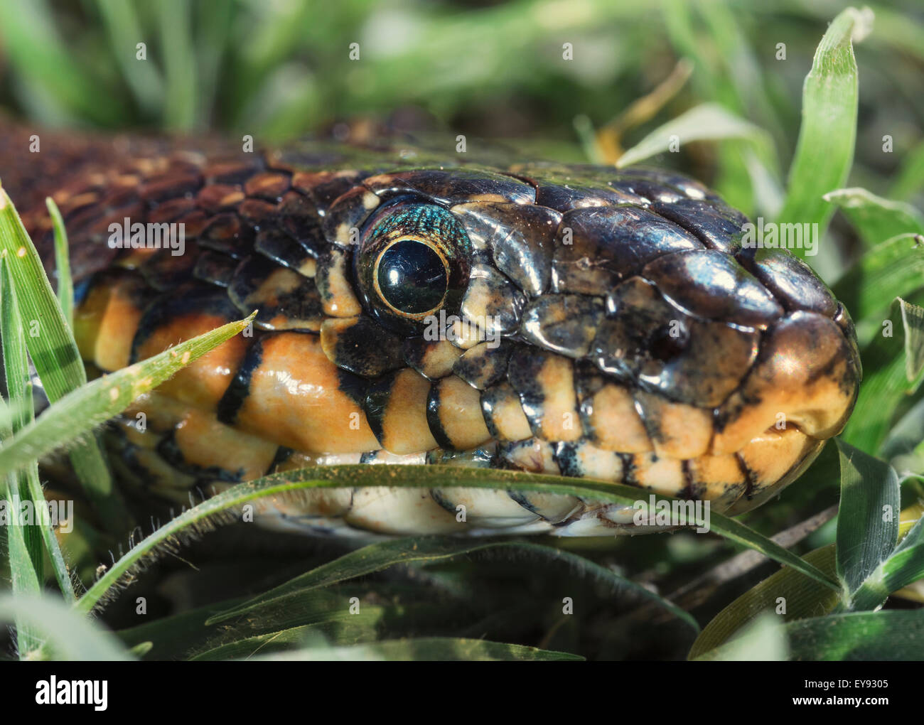 Horseshoe Whip Snake (Hemorrhois hippocrepis); Tarifa, Cadiz, Andalusia