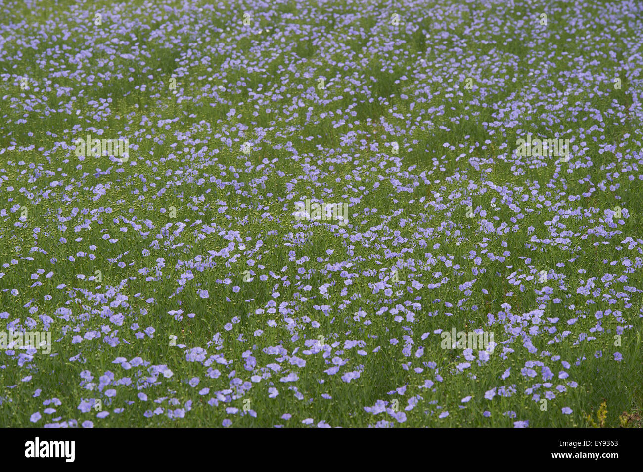 Agricultural crop blue flower flowers crops hires stock photography