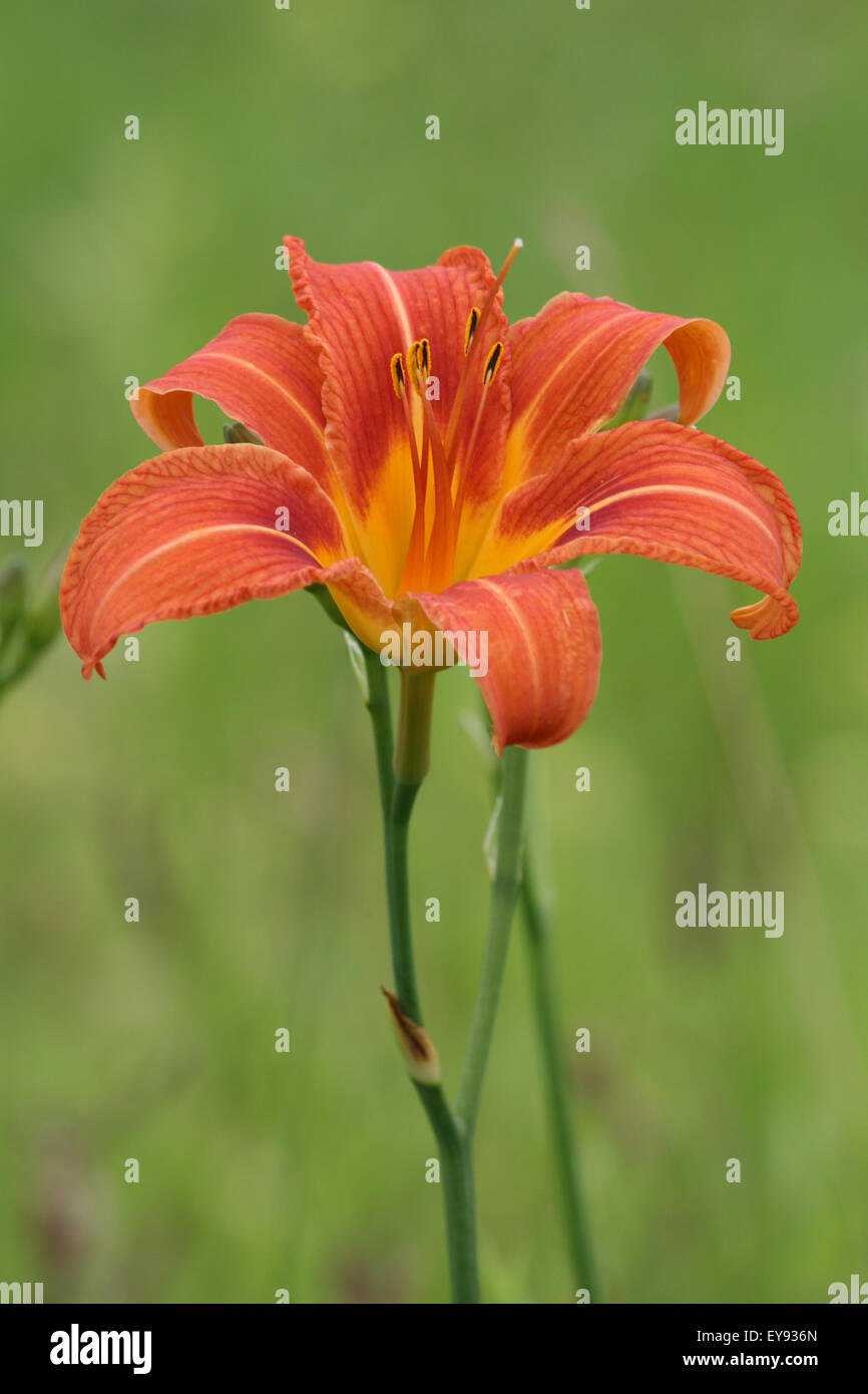 Day Lilly Hi Res Stock Photography And Images Alamy Day Lilly EY936N