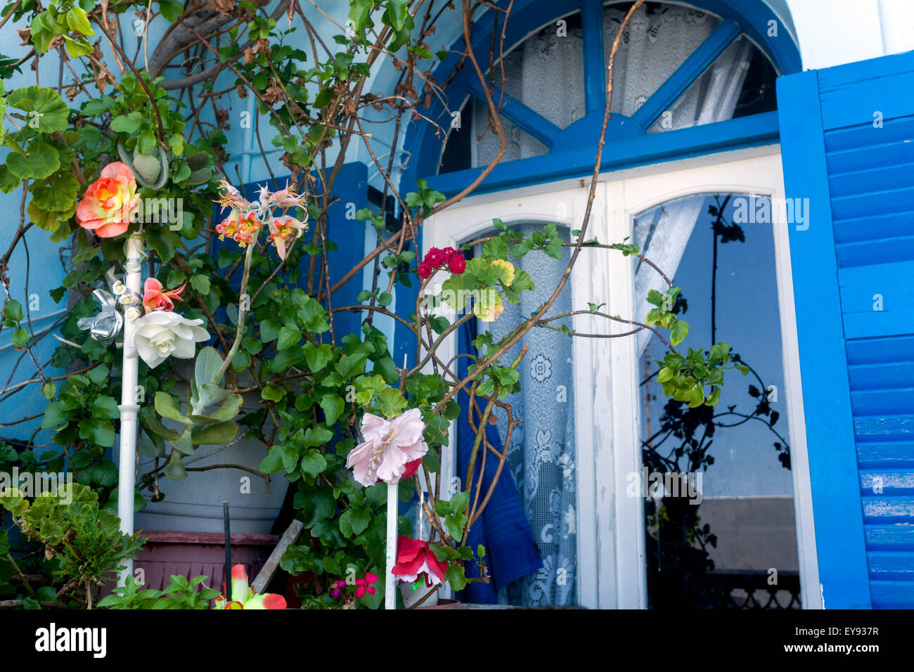 Santorini blue windows and rose, Santorini, Cyclades Islands, Greece, flowers Europe Stock Photo