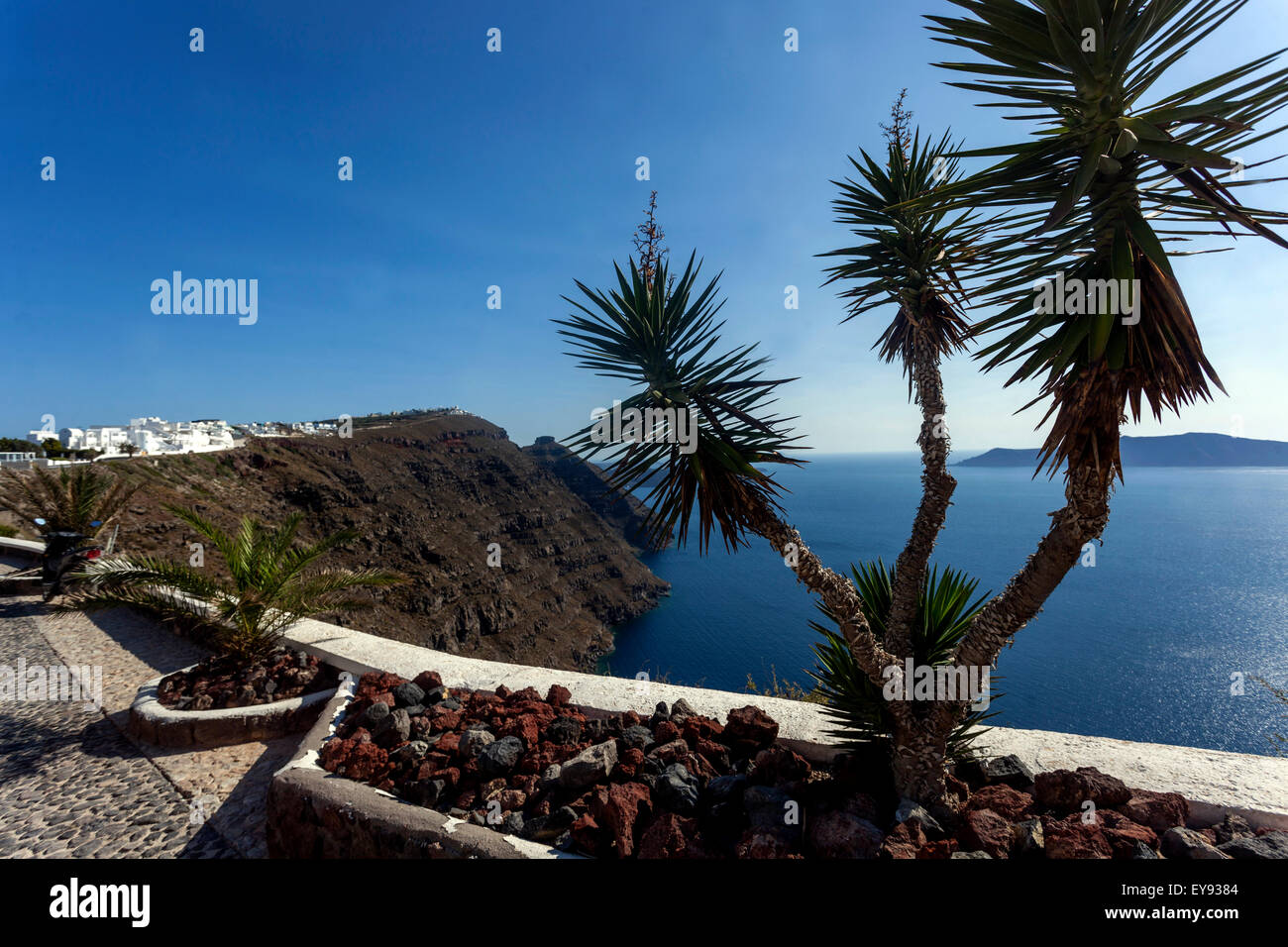 Terrace, Santorini, Yucca  plant Cyclades Islands, Greece, Europe Stock Photo