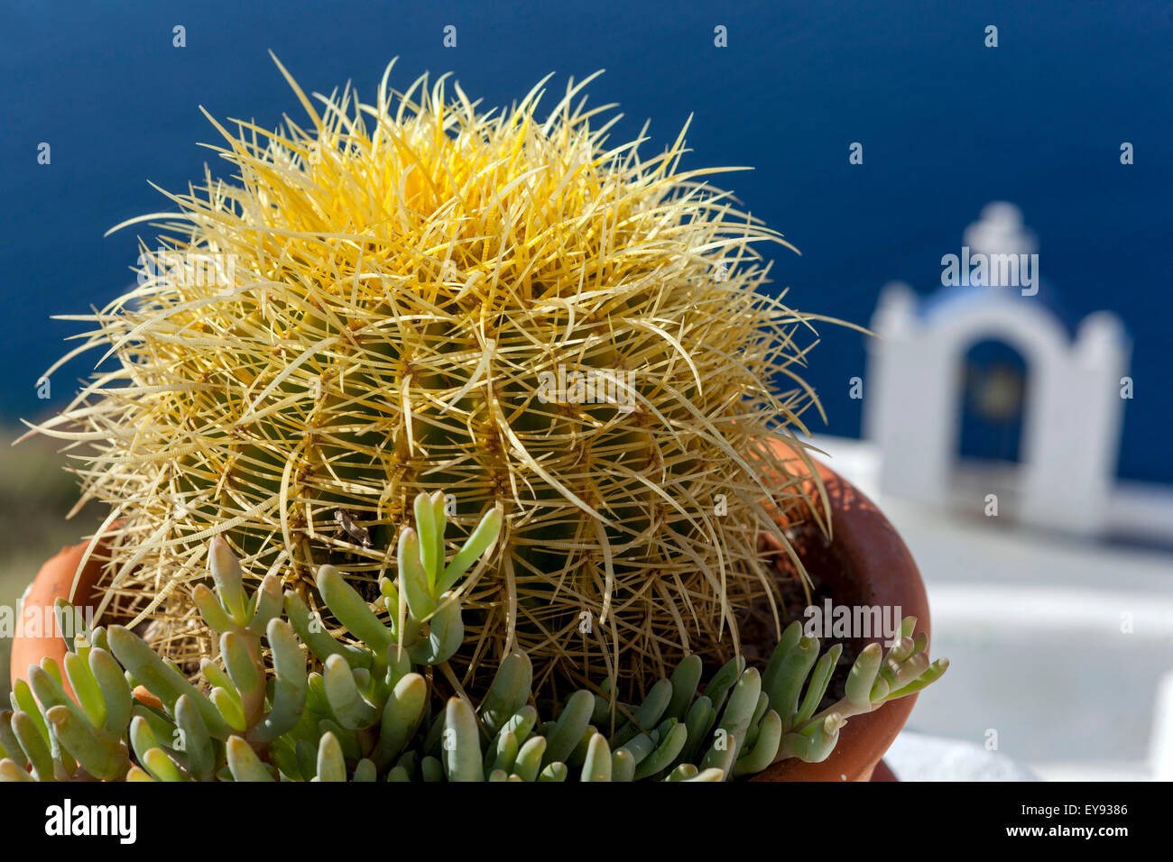 Cactus, Terrace, Santorini, Cyclades Islands, Greece, Europe Stock Photo