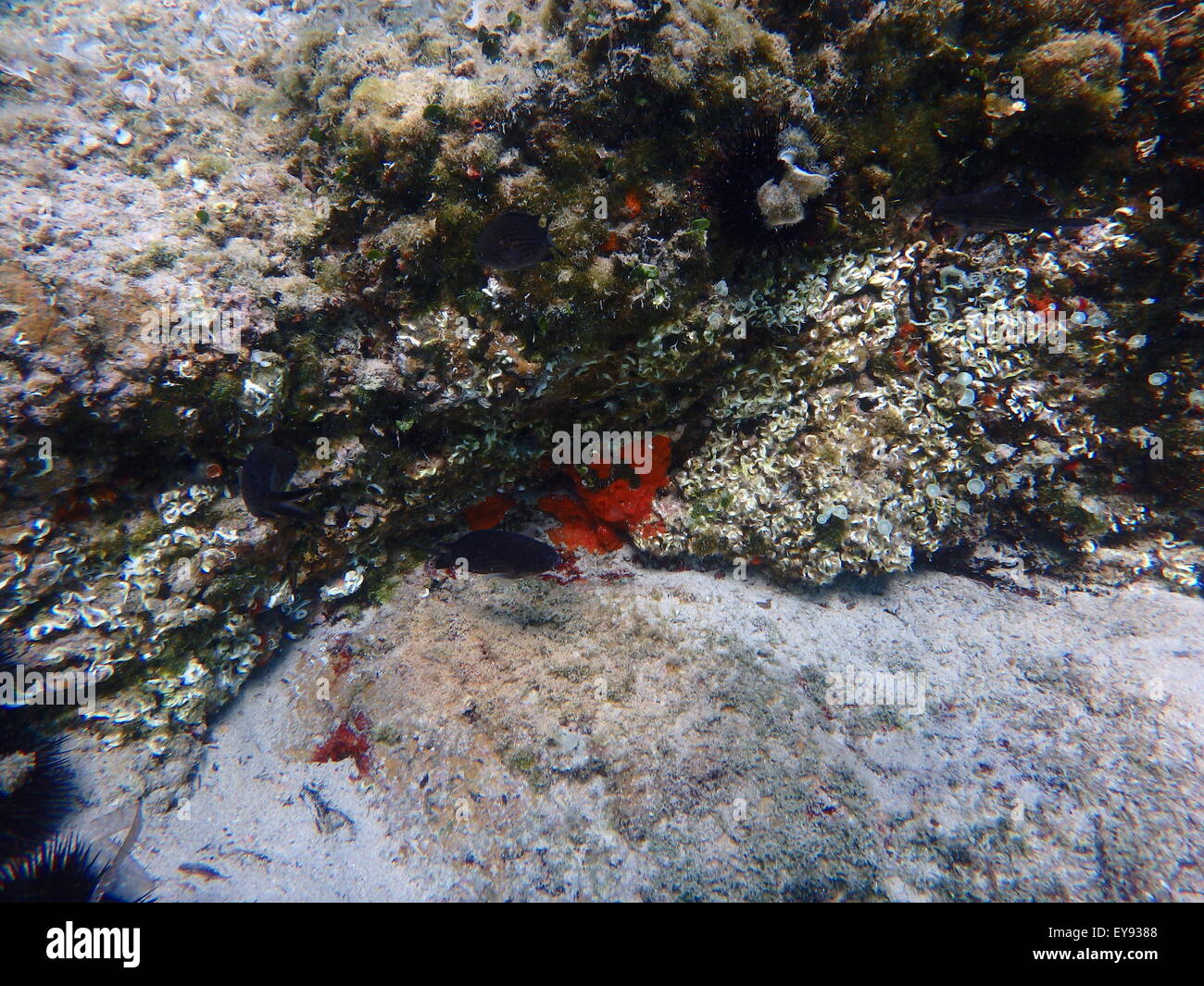 Sea life, shells, animals and fish at the bottom of the sea, underwater photography. Stock Photo