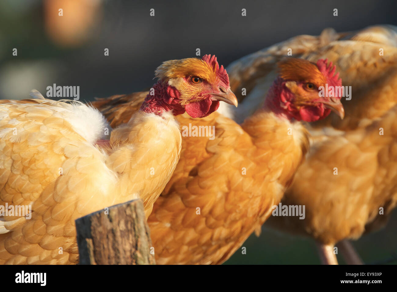 Free range chickens perched on fence. France Stock Photo
