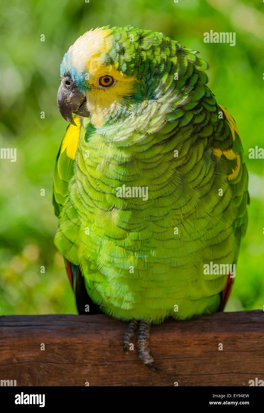 A Blue fronted Amazon parrots, Amazona aestiva Stock Photo