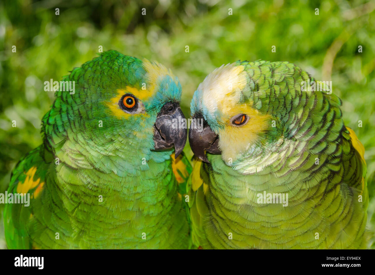 Two Blue fronted Amazon parrots, Amazona aestiva Stock Photo