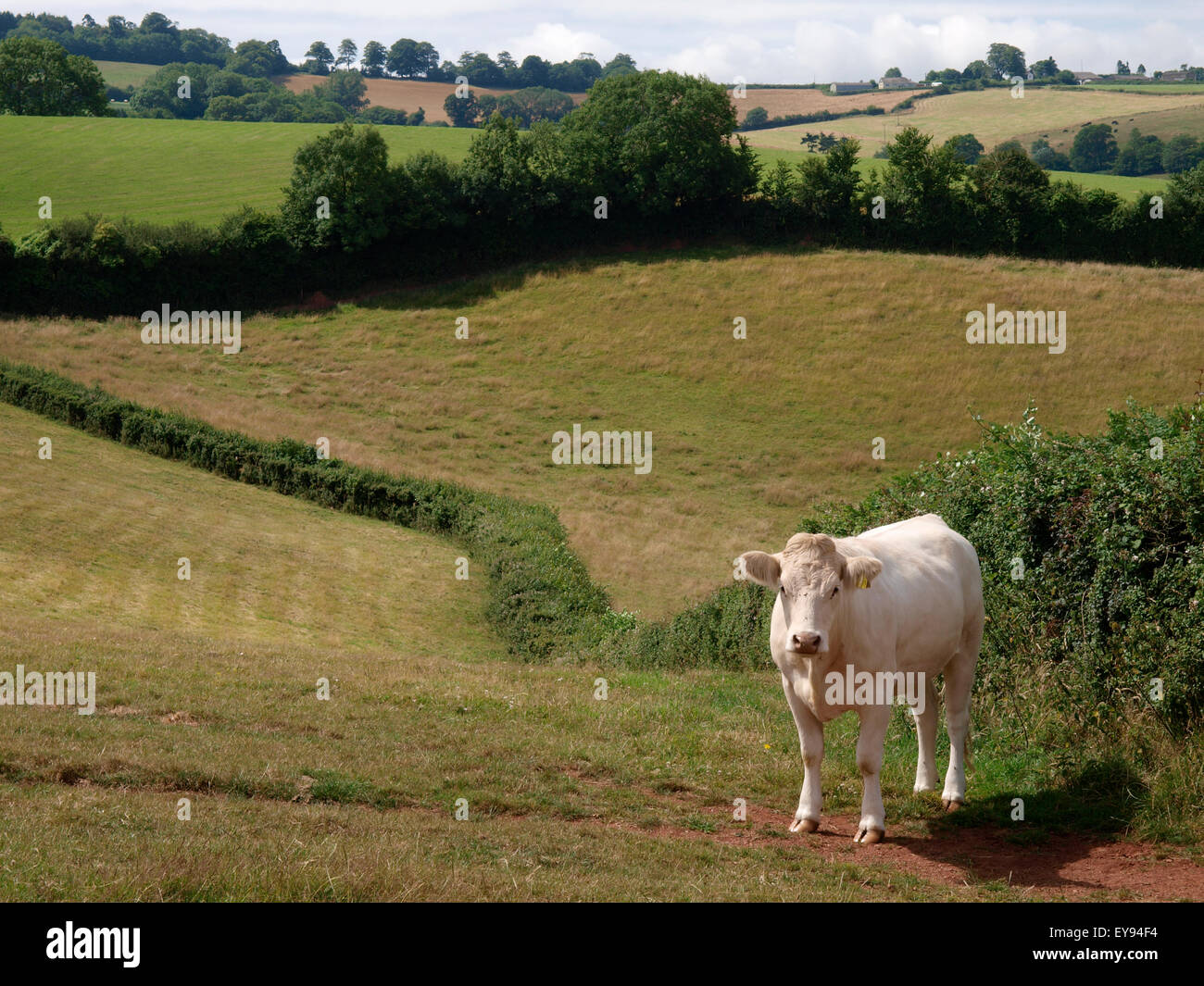 White bullock in the Devon countryside, Netherton, Devon, UK Stock Photo Alamy