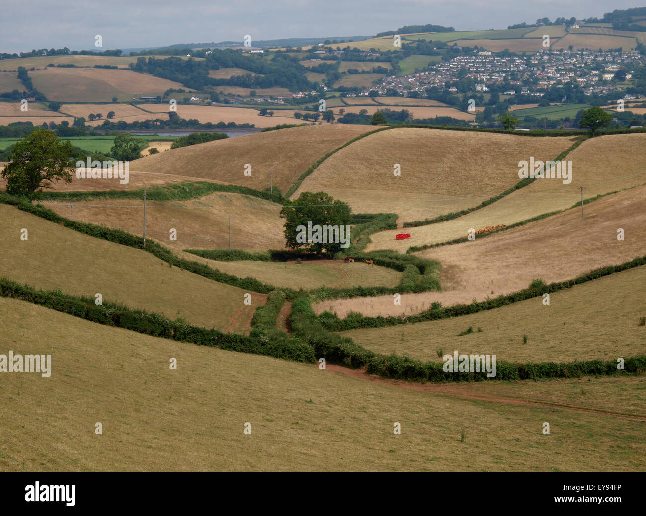 Rolling hills of rural Devon countryside, Netherton, Devon, UK Stock Photo Alamy
