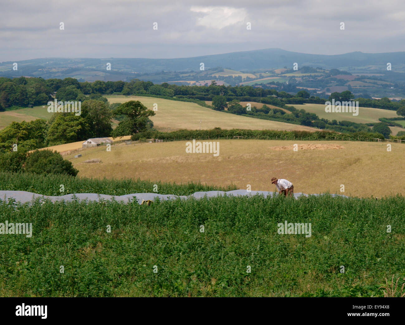 Man working in field with views over the Devon countryside, Netherton, Devon, UK Stock Photo