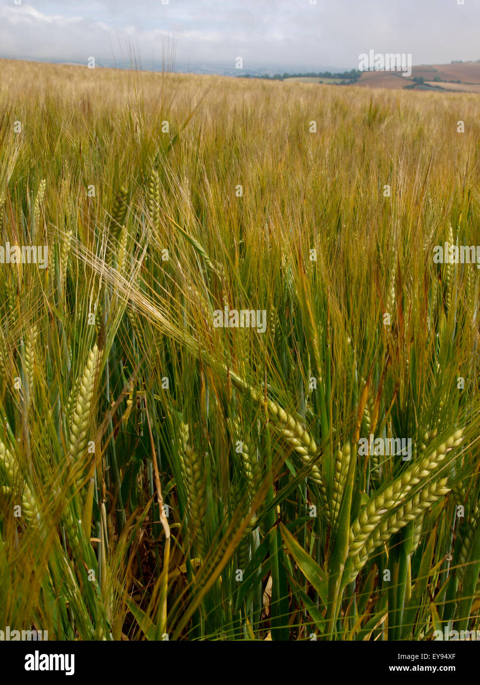 Close up of a crop of barley growing in a field, Devon, UK Stock Photo