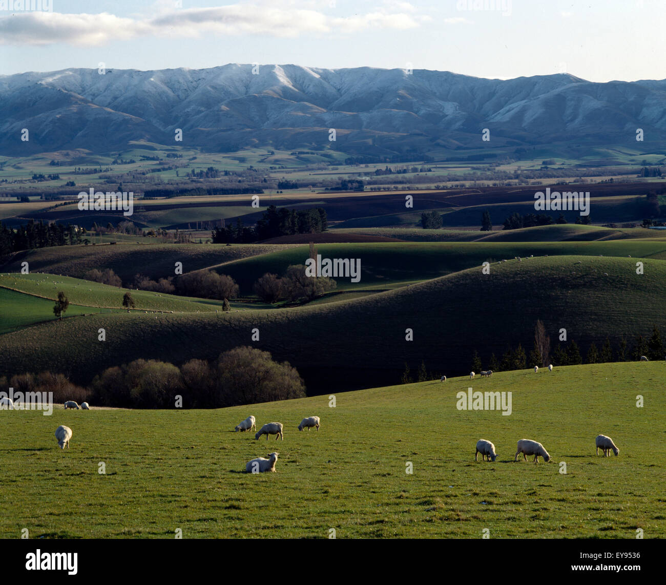 Canterbury New Zealand Pastoral Scene And Sheep & Alps - Near Fairlie Stock Photo