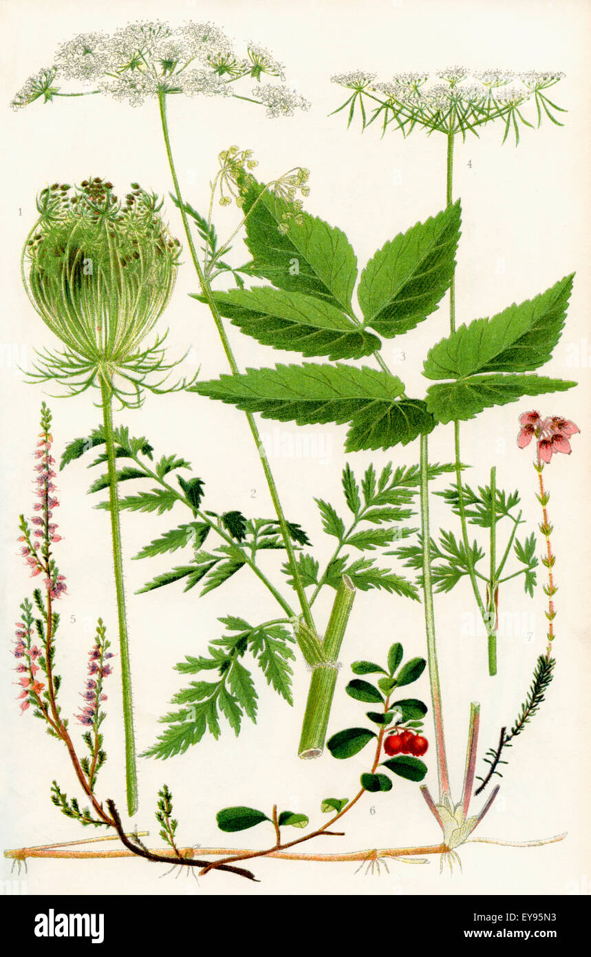 Wildflowers. 1. Wild Carrot 2. Wild Chervil 2. Gout weed 4. Fool's Parsley 5. Ling 6. Cow berry 7. Cross leaved Heath Stock Photo