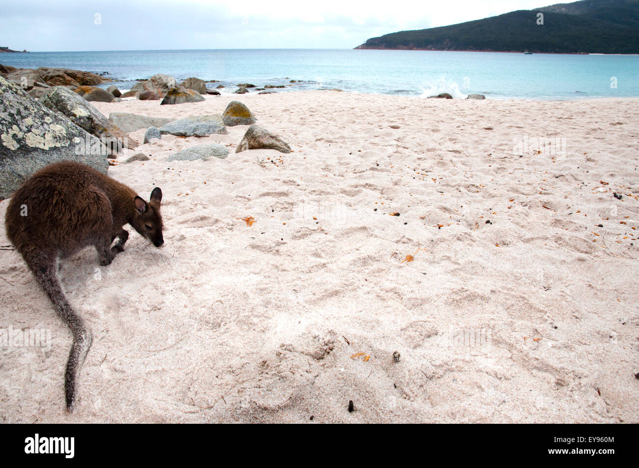 Beach Kangaroo on Wineglass Bay - Freycinet National Park - Tasmania Stock Photo