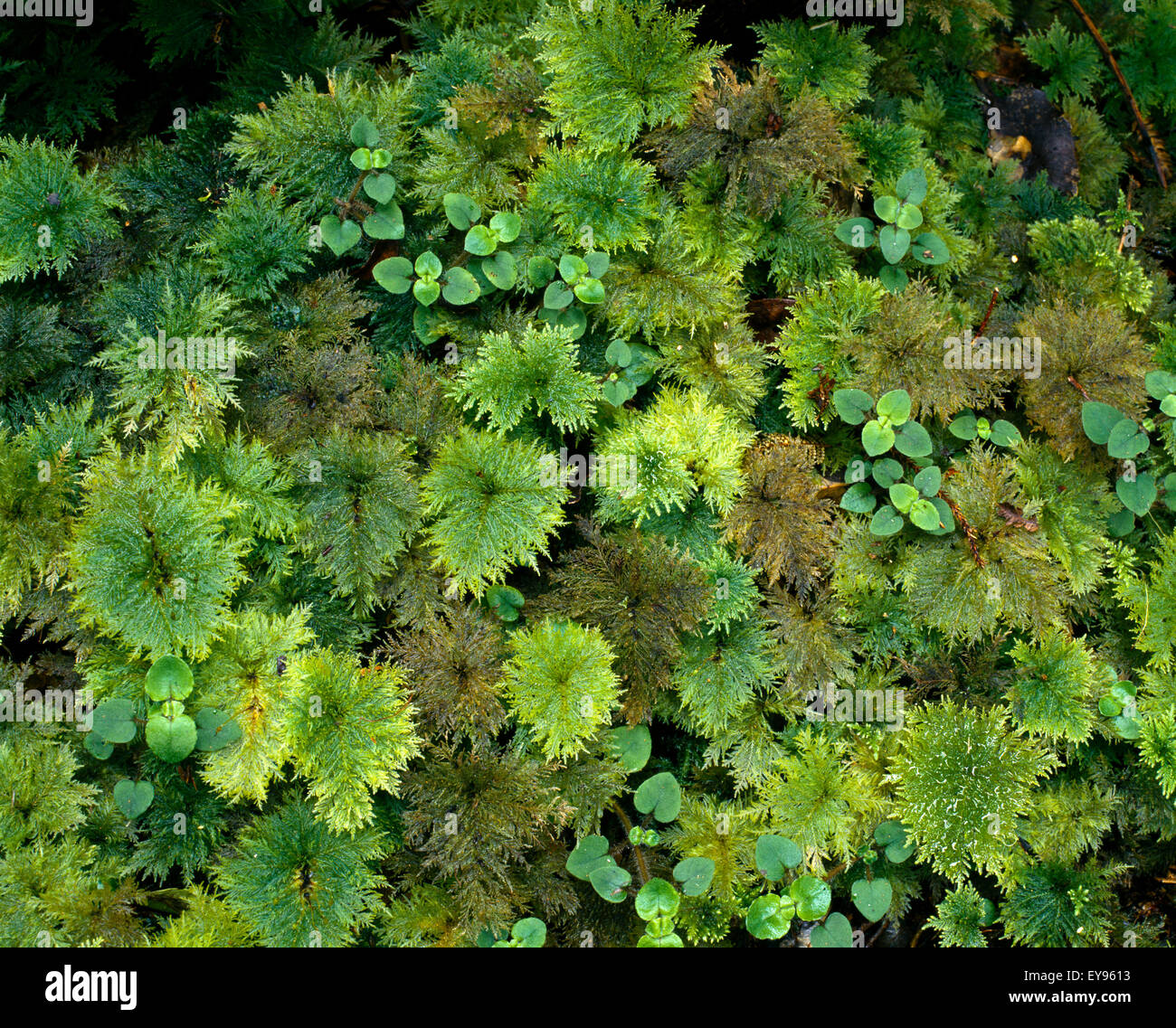 Otago New Zealand Ferns On Forest Floor Stock Photo