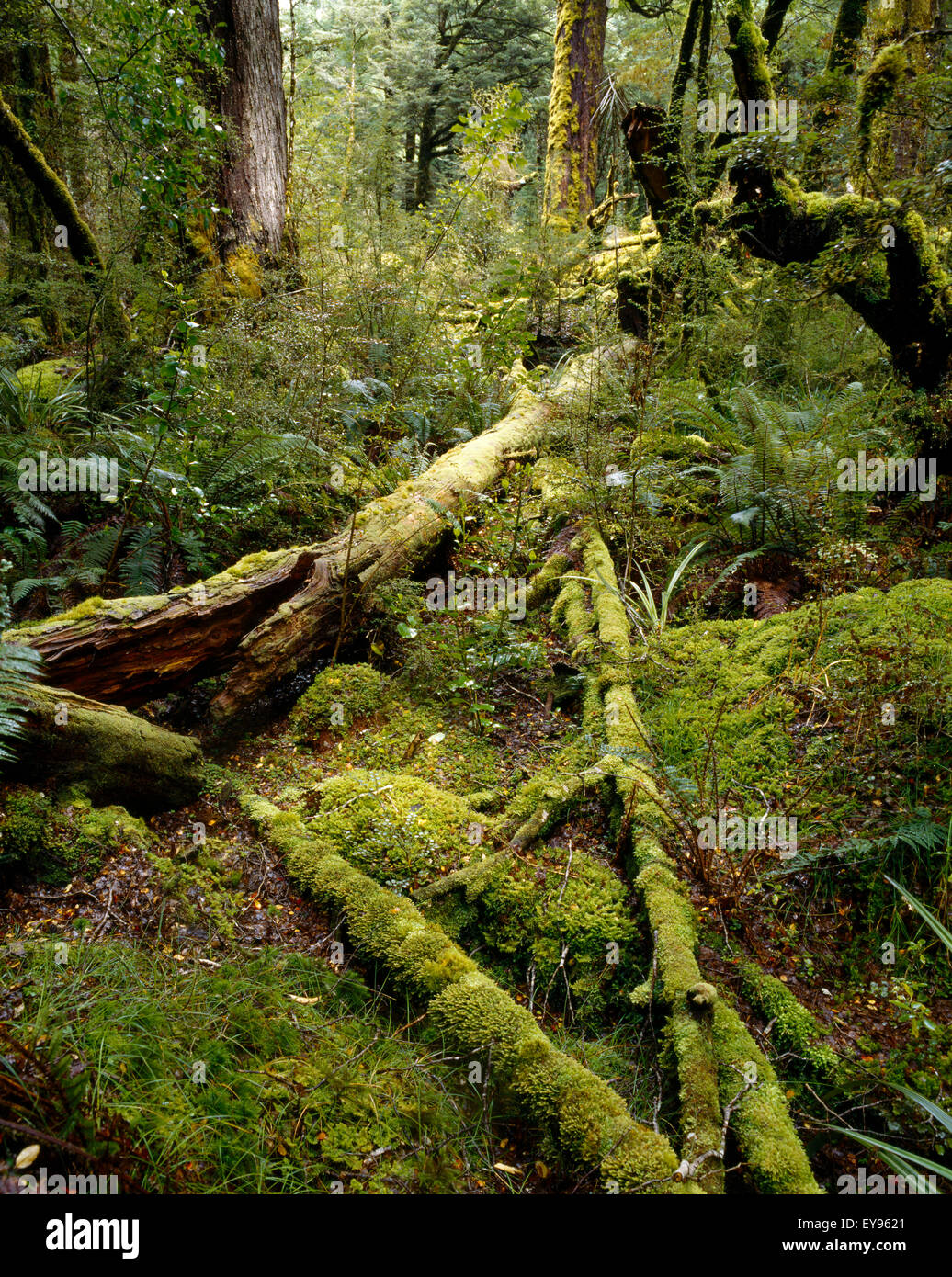 Fiordland New Zealand Moss On Forest Floor Stock Photo