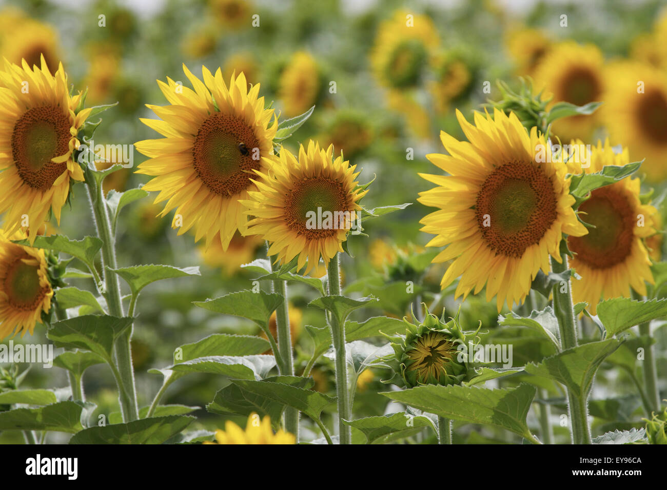 Commercially grown Sunflowers. France Stock Photo Alamy