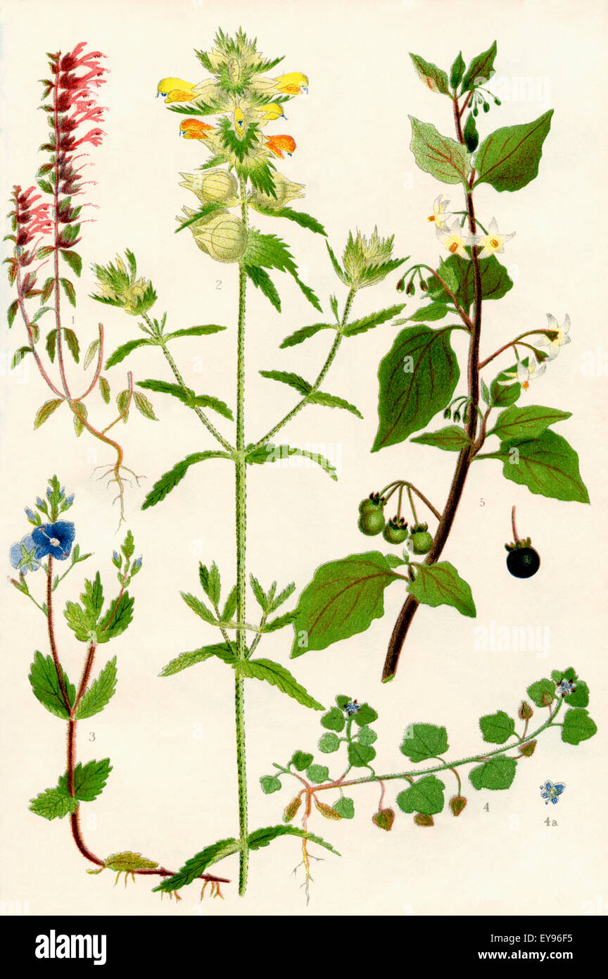 Wildflowers. 1. Red Bartsia 2. Yellow Rattle 3. Germander Speedwell 4. Ivy leaved Speedwell 5. Black Nightshade Stock Photo