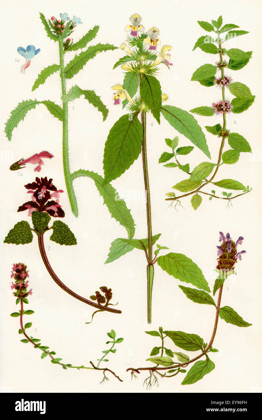 Wildflowers. 1. Bugloss 2. Red Dead nettle 3. Wild Thyme 4. Large flowered Hemp nettle 5. Self heal 6. Corn Mint. Stock Photo