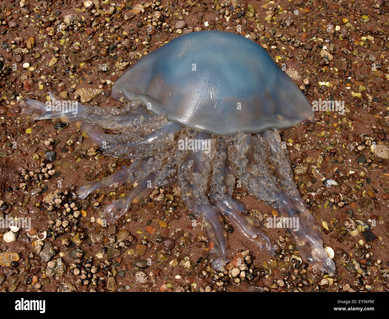 Barrel Jellyfish, Rhizostoma pulmo washed up on the beach,  Shaldon, Devon, UK Stock Photo